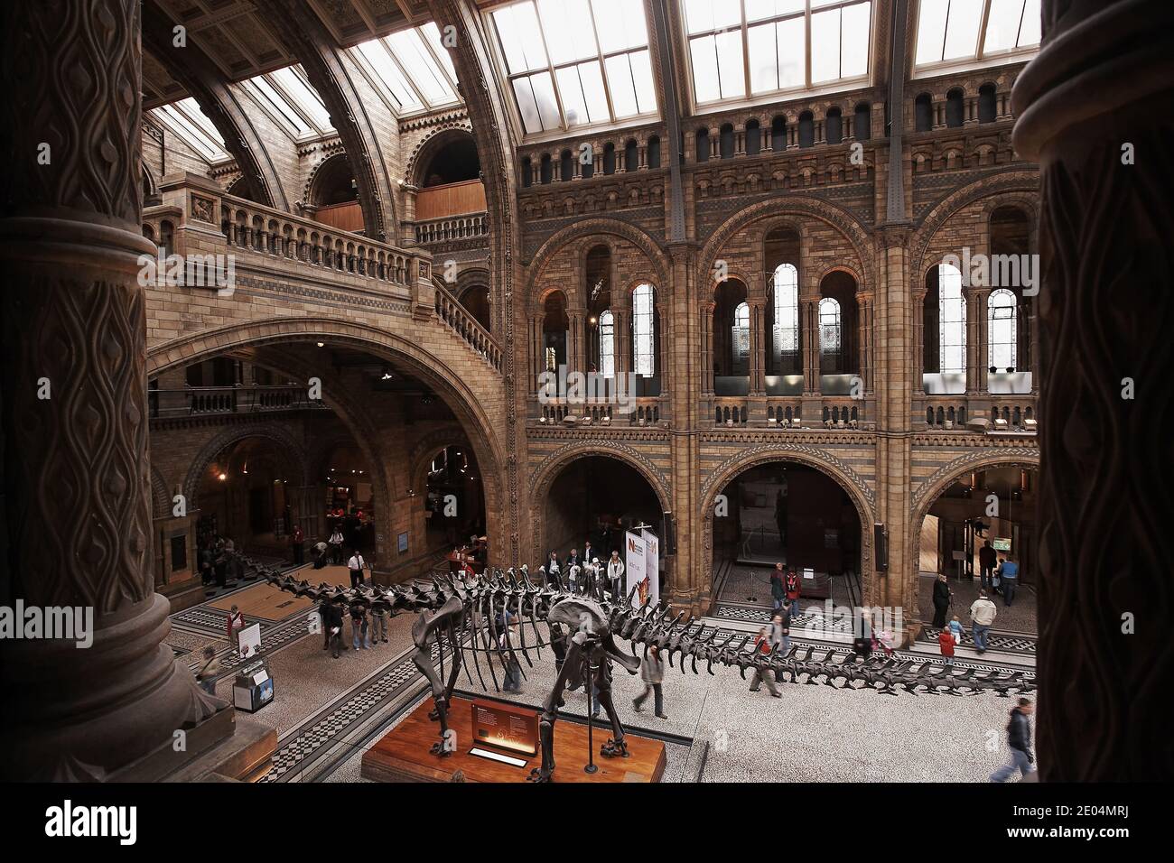 Great Britain /London / Natural History Museum in the Central Hall where the "Dipldocus" is standing Stock Photo