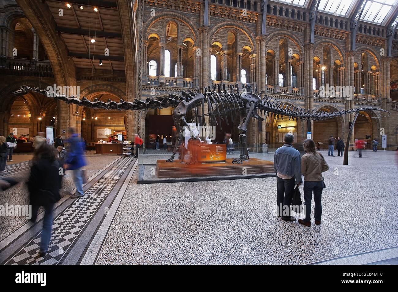 Great Britain /London / Natural History Museum in the Central Hall where the 'Dipldocus' is standing . Stock Photo