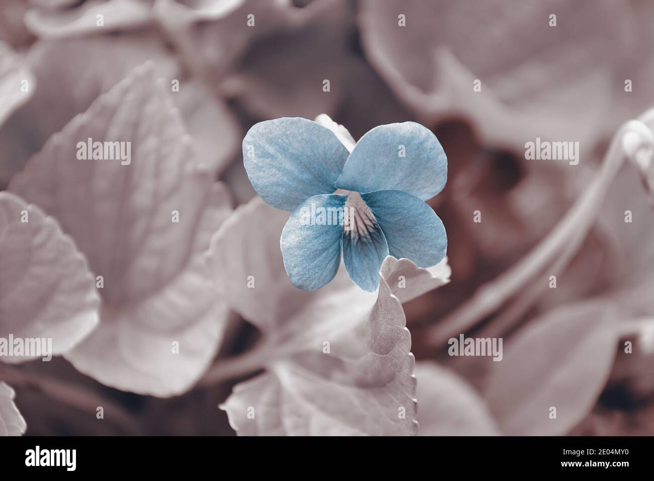 Defocused tinted background with a blooming violet. Selective focus Stock Photo