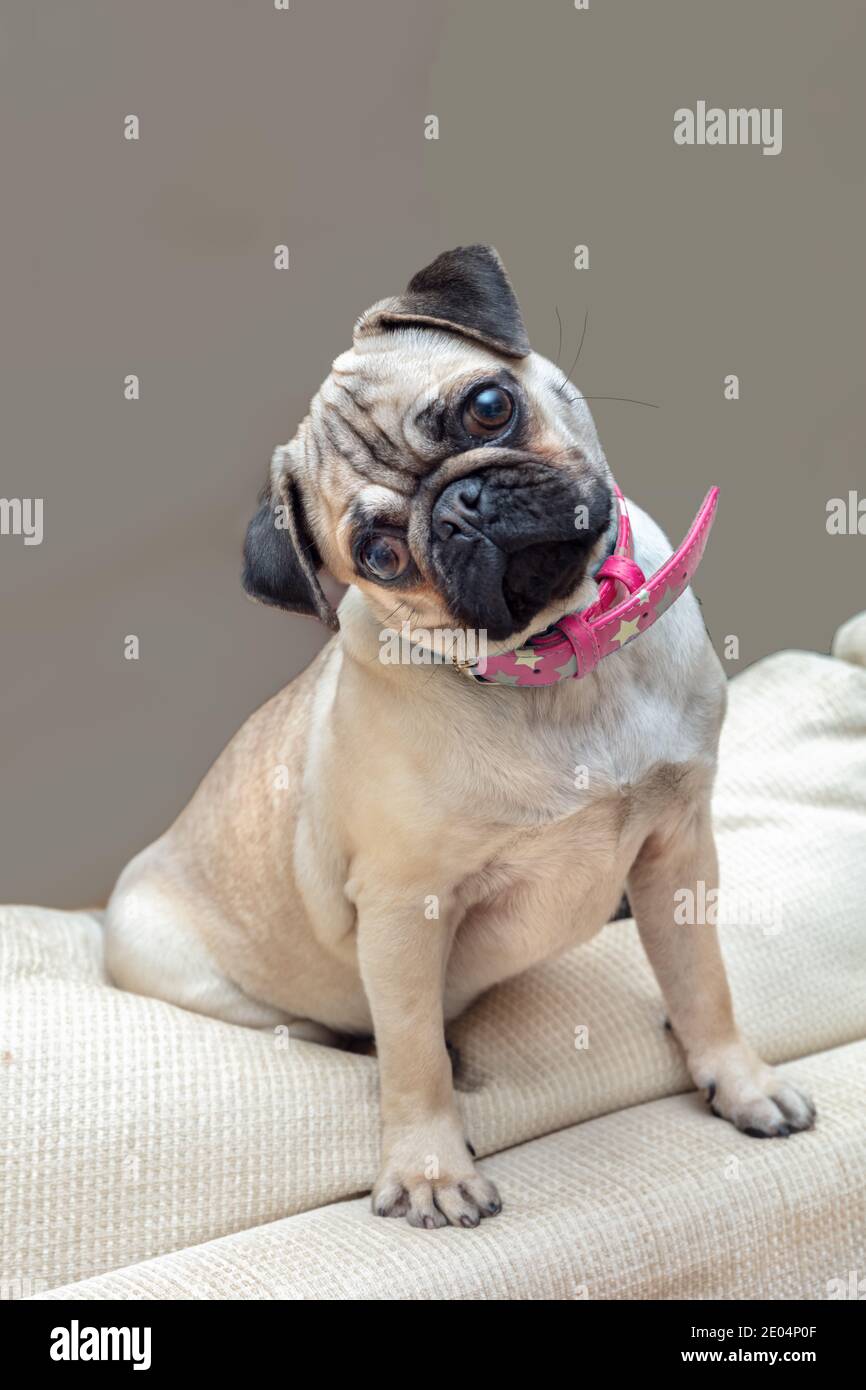 Young female Pug dog sitting at home turning head wearing pink necklace Stock Photo