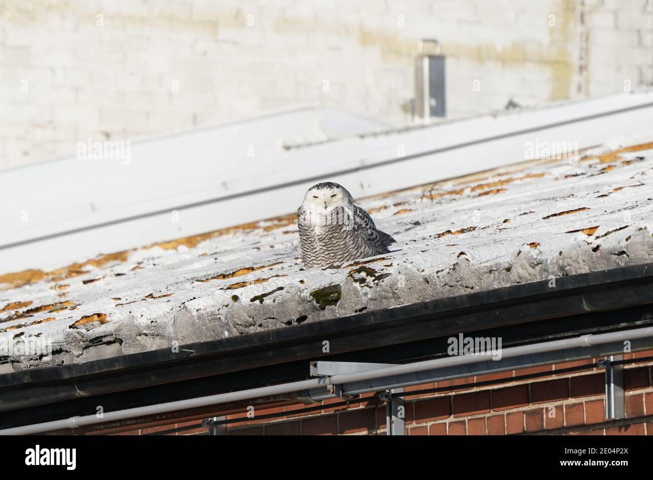 Snowy Owl on factory roof Stock Photo Alamy