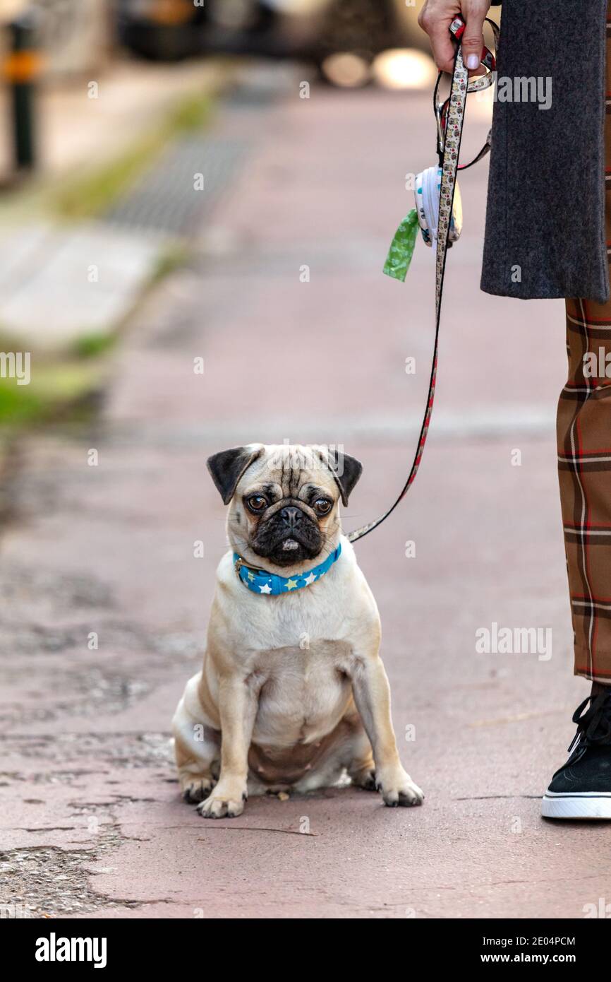 Female young Pug dog sitting looking at camera, outdoors Stock Photo