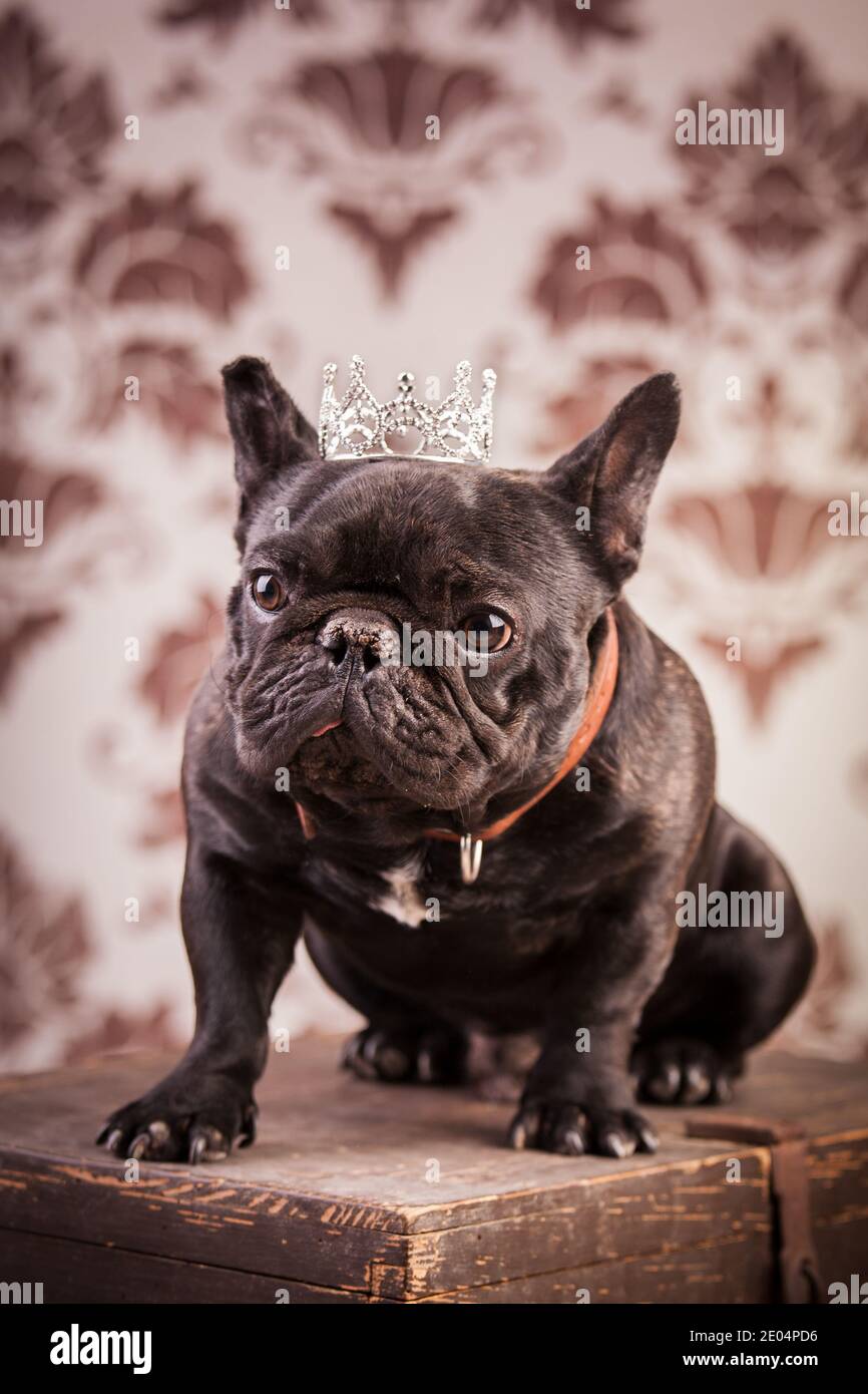 french bulldog wearing crown like a king Stock Photo - Alamy