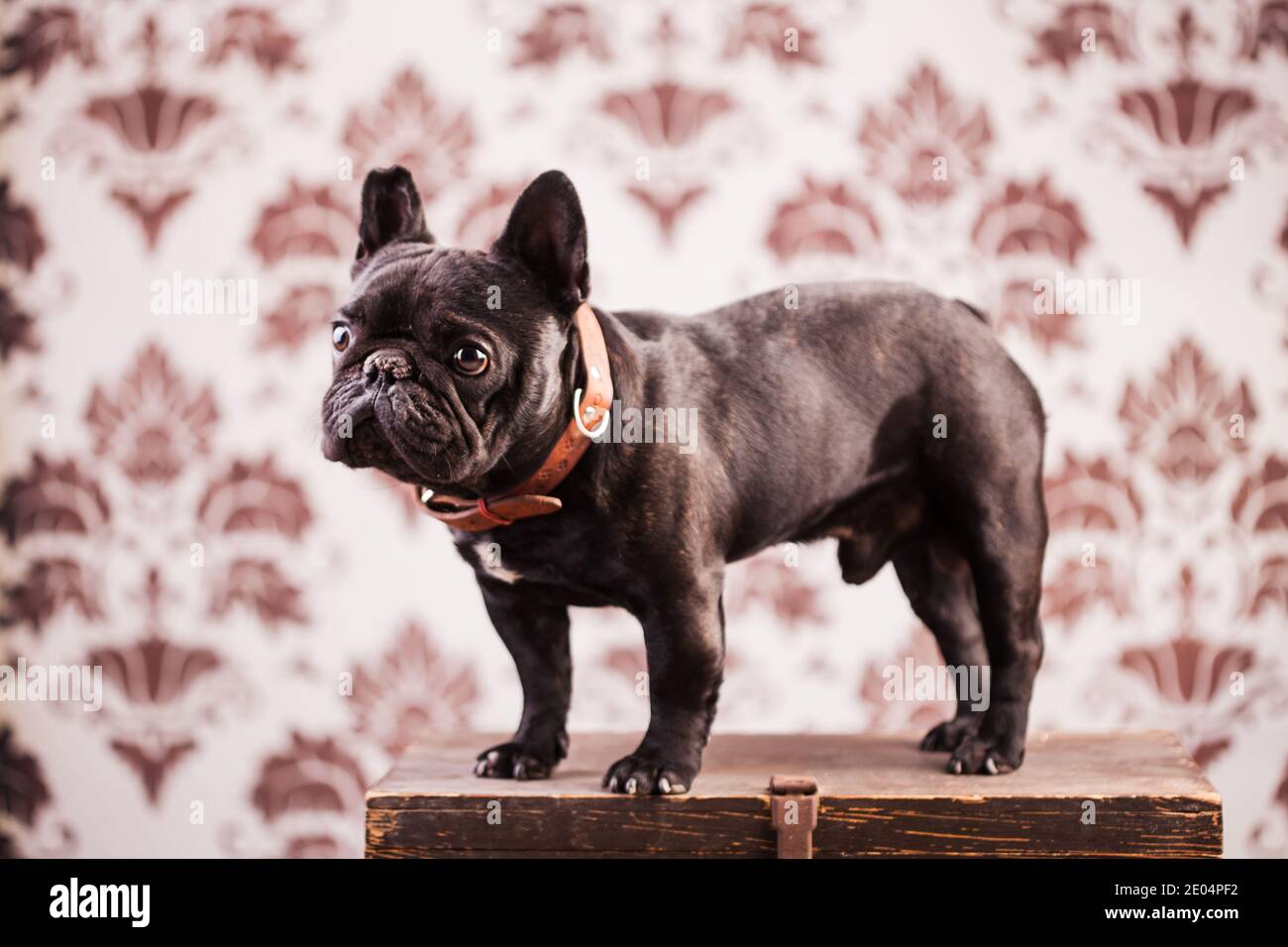 french bulldog over vintage background Stock Photo