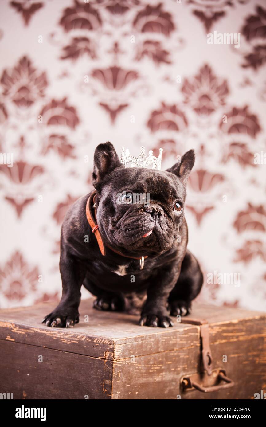 french bulldog wearing crown like a king Stock Photo - Alamy