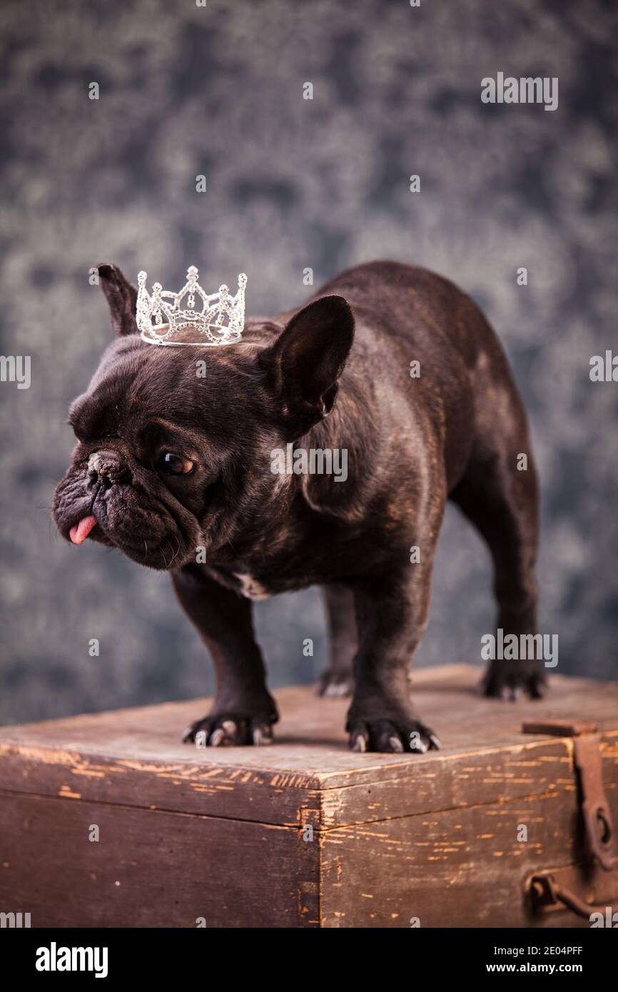 Young french bulldog crown hi-res stock photography and images - Alamy