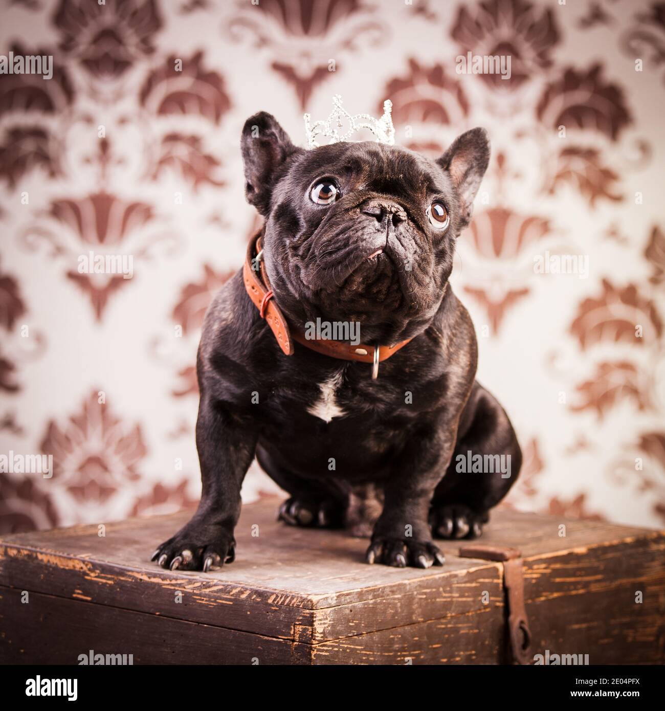 Young french bulldog crown hi-res stock photography and images - Alamy