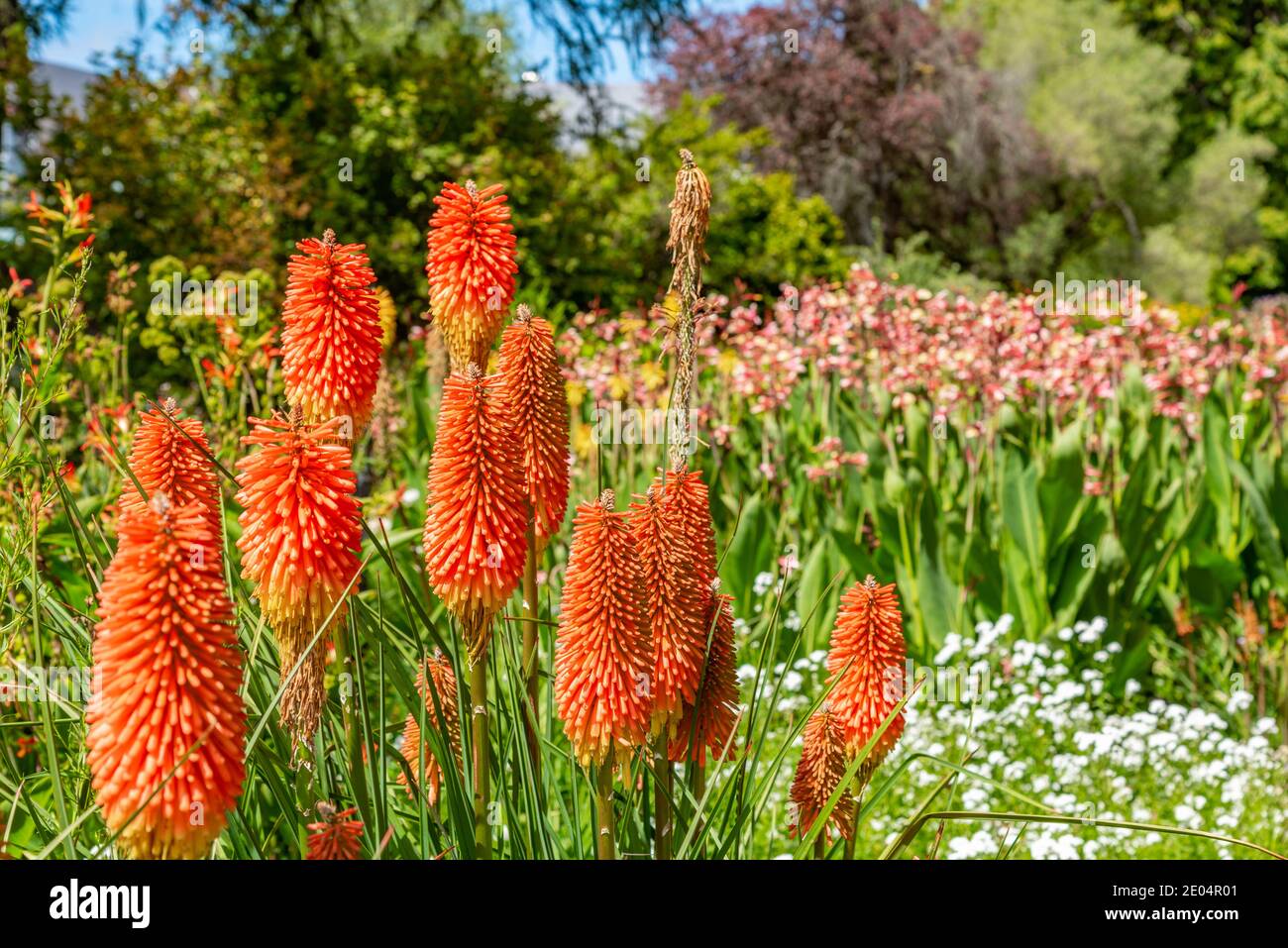 Flowers at Christchurch Botanic gardens, New Zealand Stock Photo Alamy