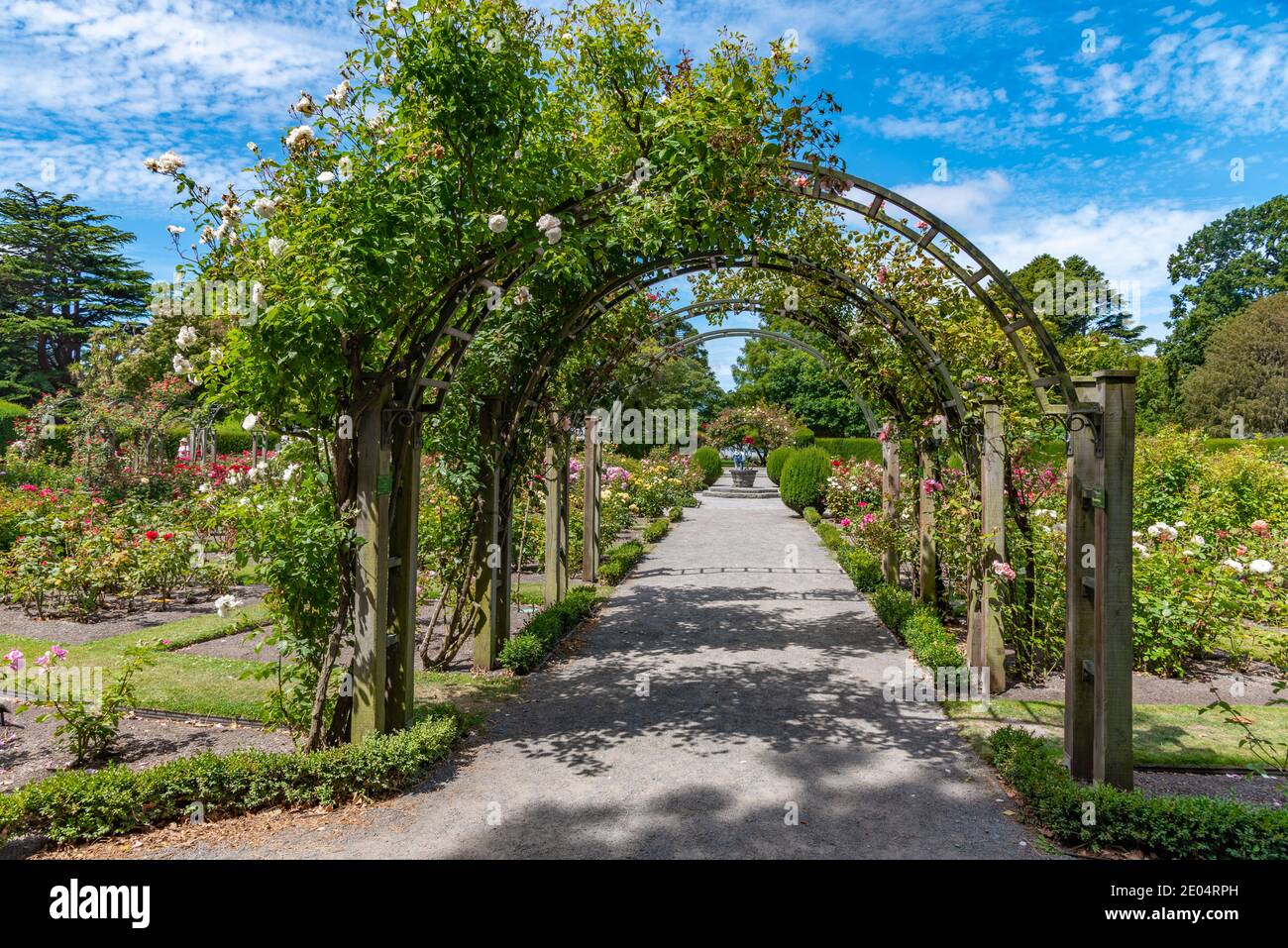 Rose garden at Christchurch Botanic garden in New Zealand Stock Photo