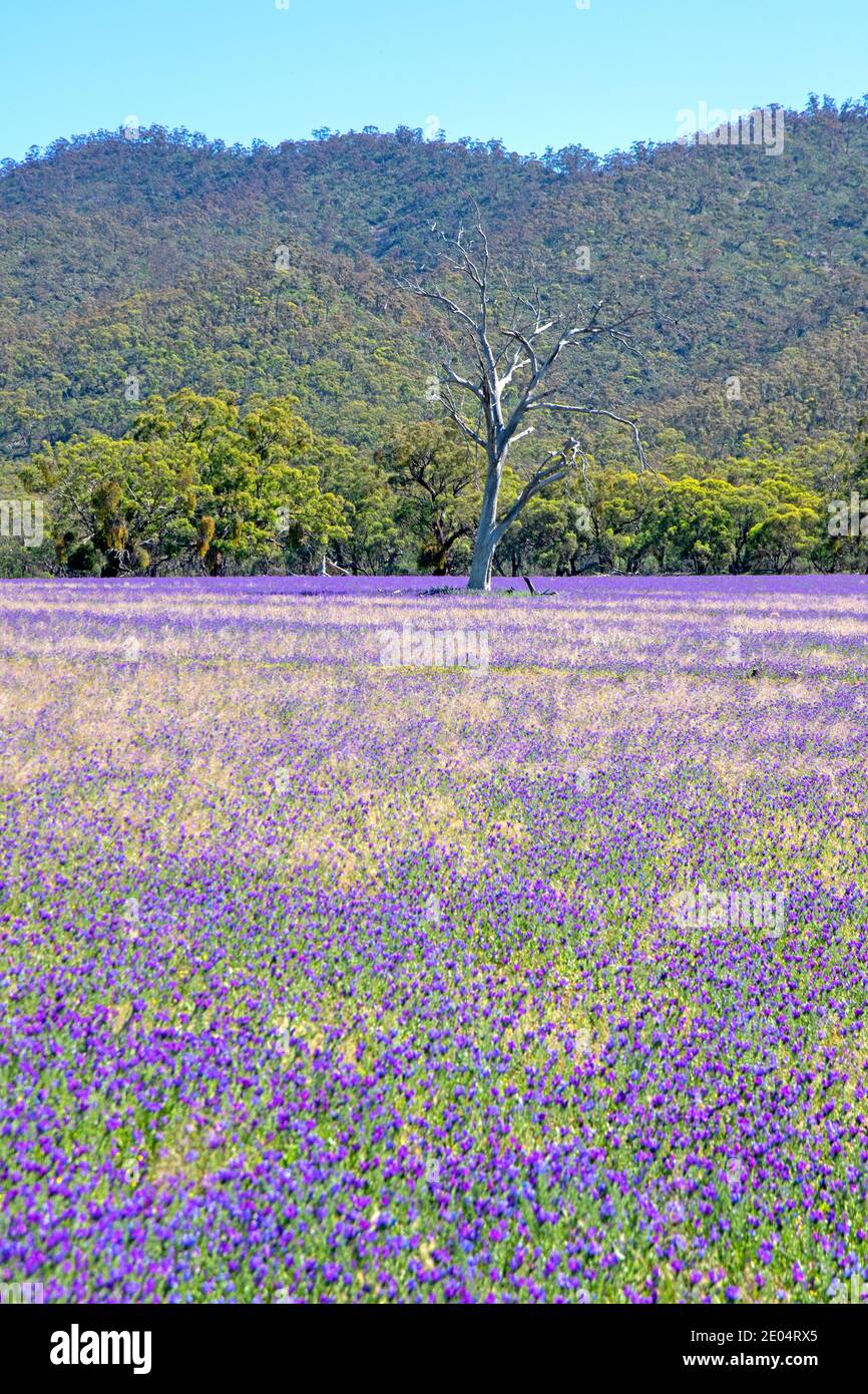 Fields of Salvation Jane (Paterson's curse) below Mt Remarkable Stock Photo