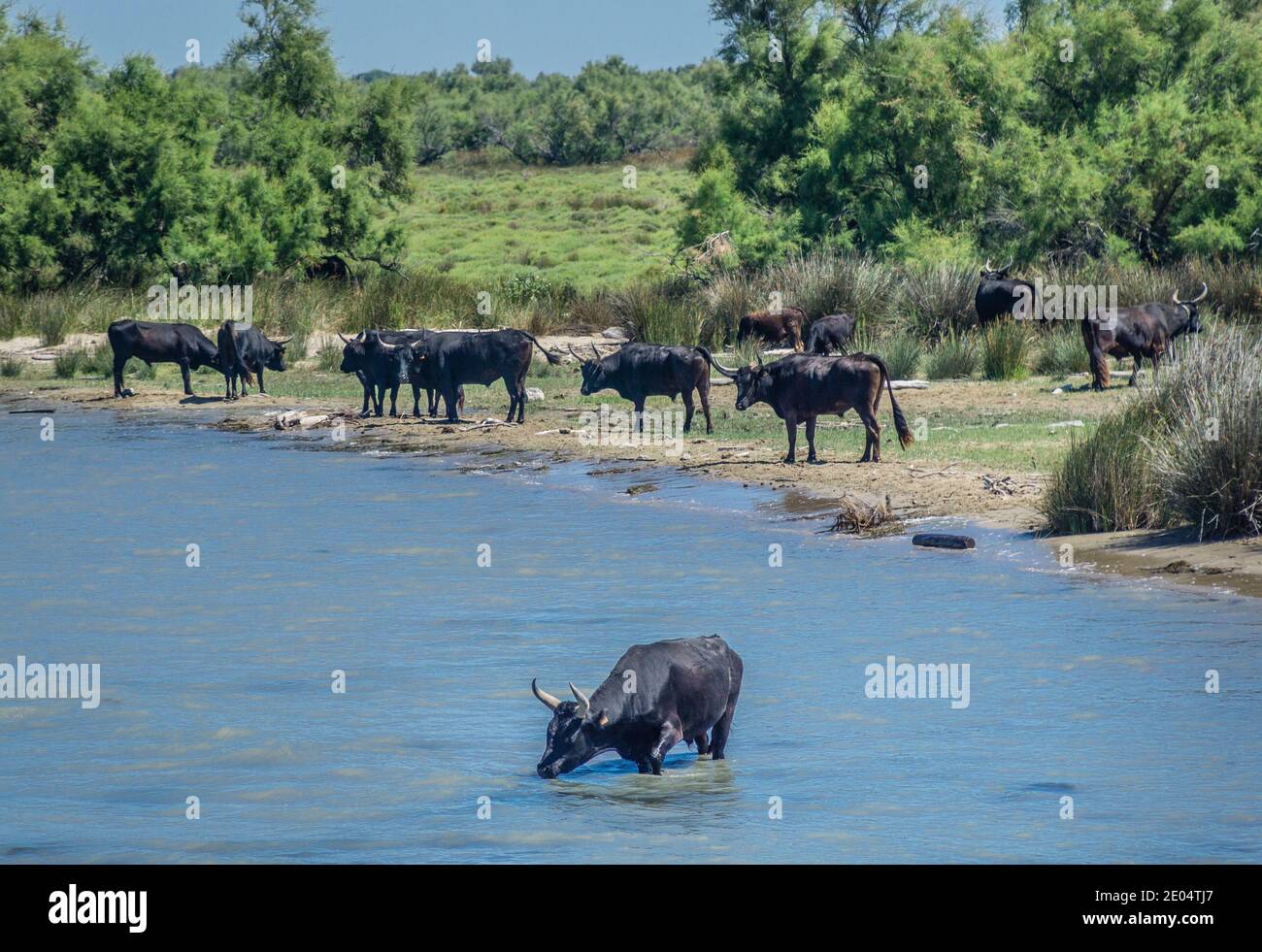 cattle on the banks of the Petit Rhône distributary in the Camargue near Saintes-Maries-de-la-Mer,some of the bulls are used for bull-fighting and for Stock Photo