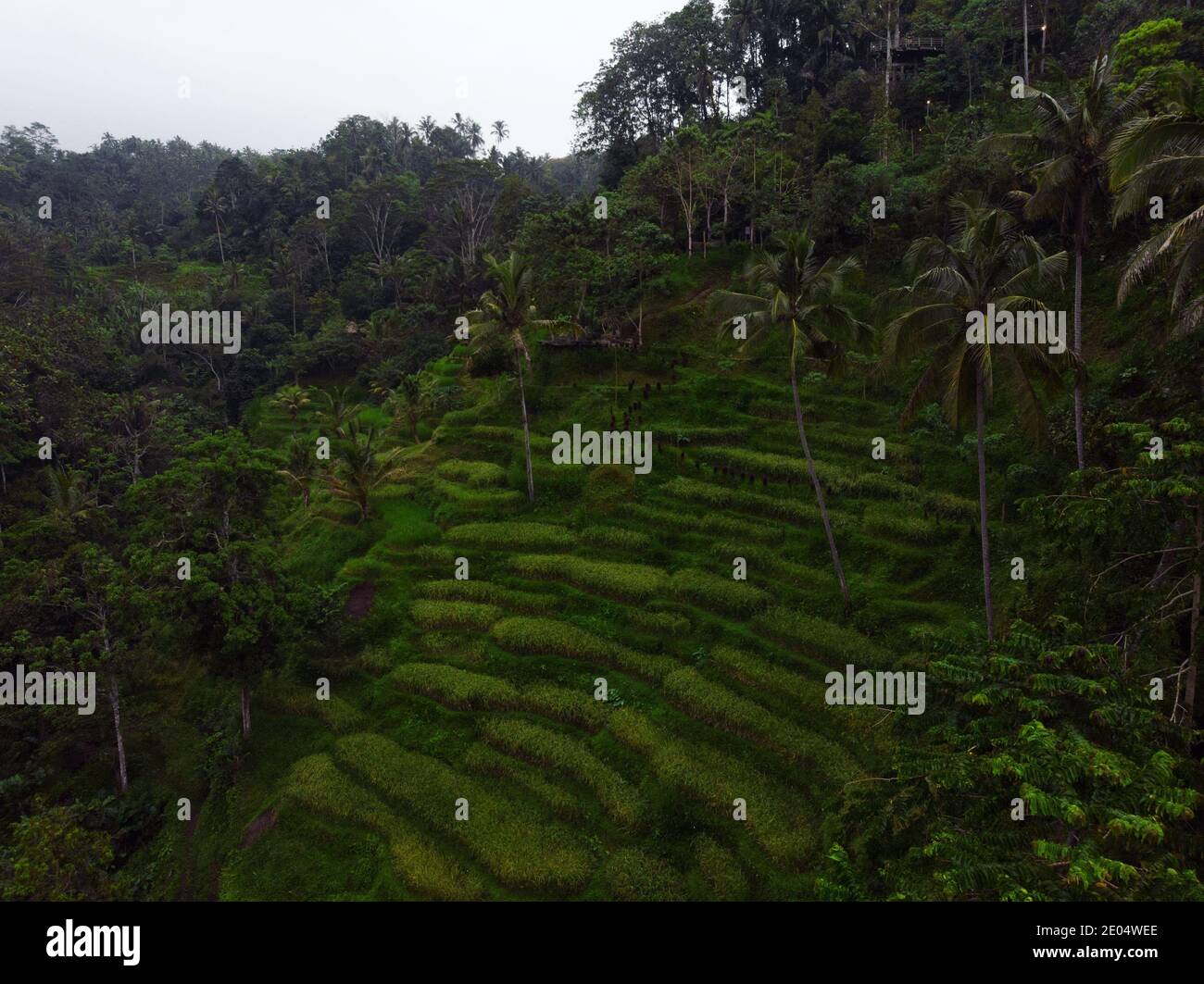 Ubud garden cafe hi-res stock photography and images - Alamy