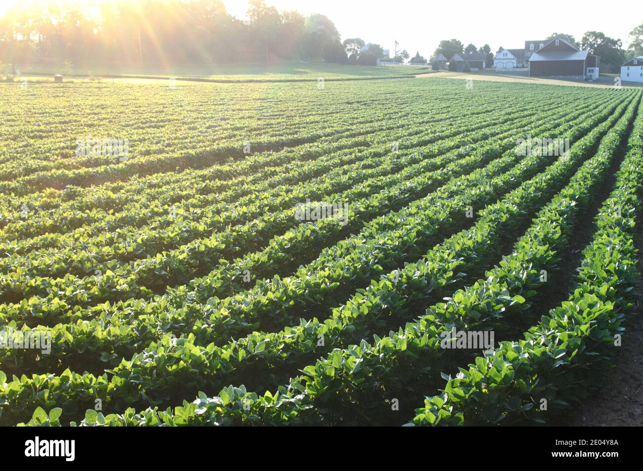 Soybean crop rows hi-res stock photography and images - Alamy