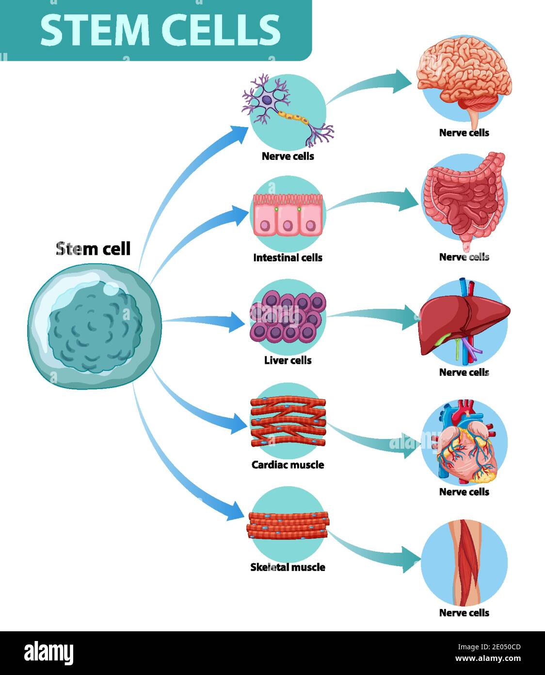 Information poster on human stem cells illustration Stock Vector Image ...