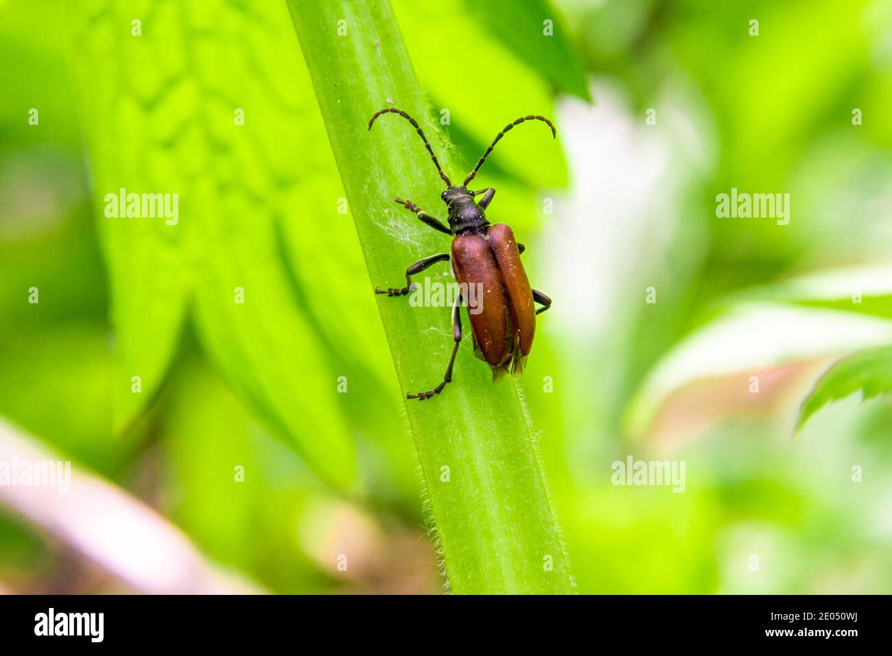 male red leptura beetle crawling on a grass leaf, selective focus Stock Photo