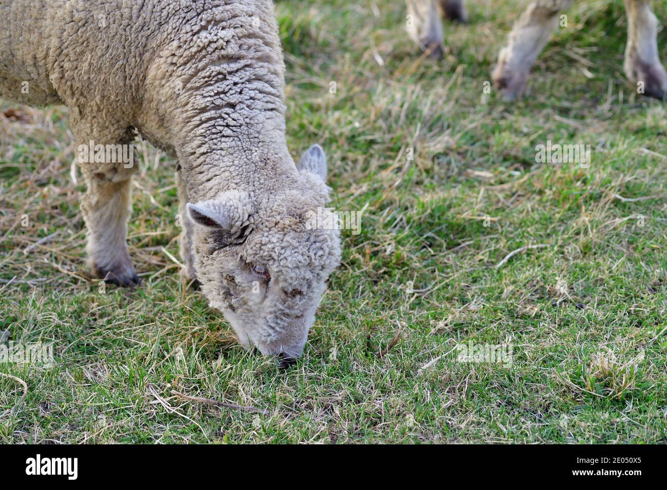 West Chicago, Illinois, USA. Sheep feeding on grass in a pasture on a working farm that is also a living history educational museum. Stock Photo