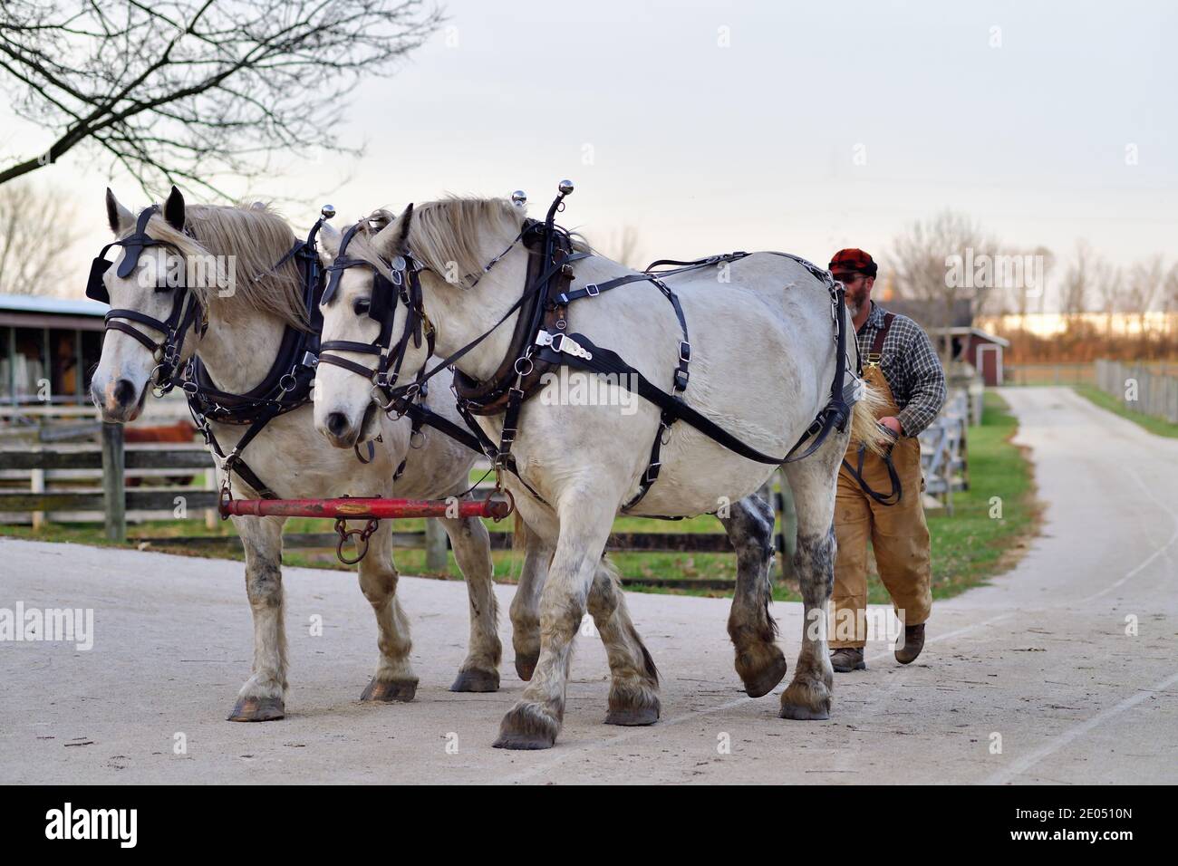 West Chicago, Illinois, USA. Harnessed draft horses after being detached from a carriage head back to the barn after a day's work in the fields. Stock Photo