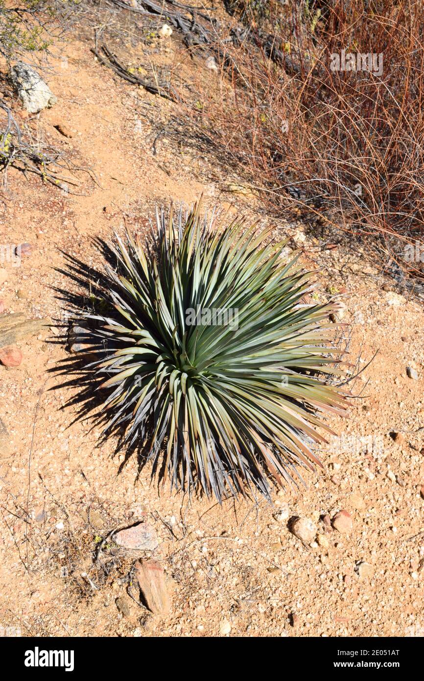 Our Lord's Candle (Hesperoyucca whipplei) growing in the California desert. Stock Photo