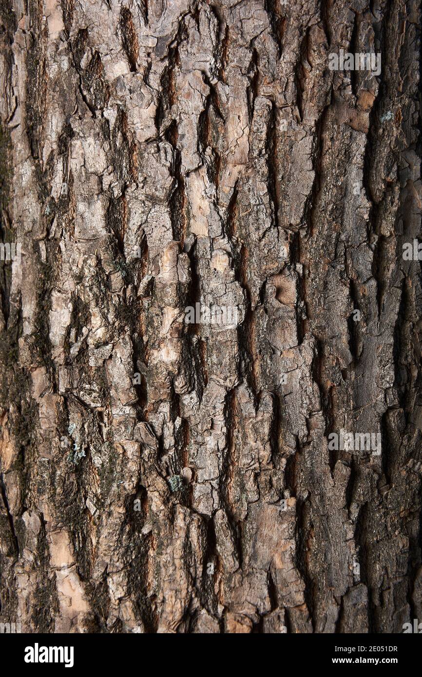 Natural background of old tree bark, texture of brown color. Can be used as background for designs. Stock Photo