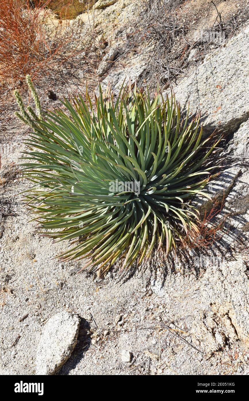 Our Lord's Candle (Hesperoyucca whipplei) growing in the California desert. Stock Photo