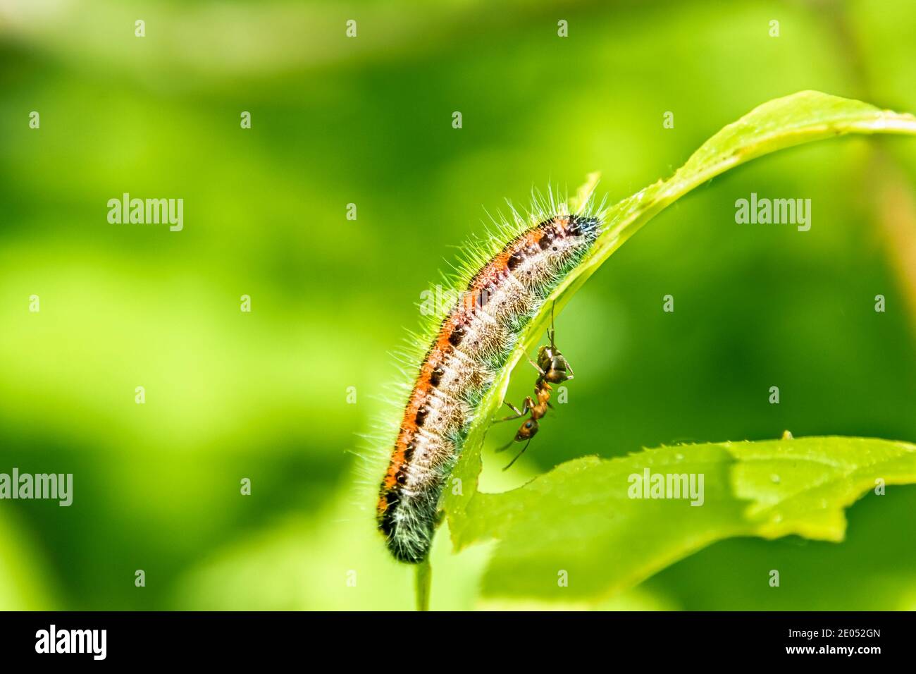 An orange haired caterpillar sits on a leaf on the other side an ant is walking, selective focus Stock Photo