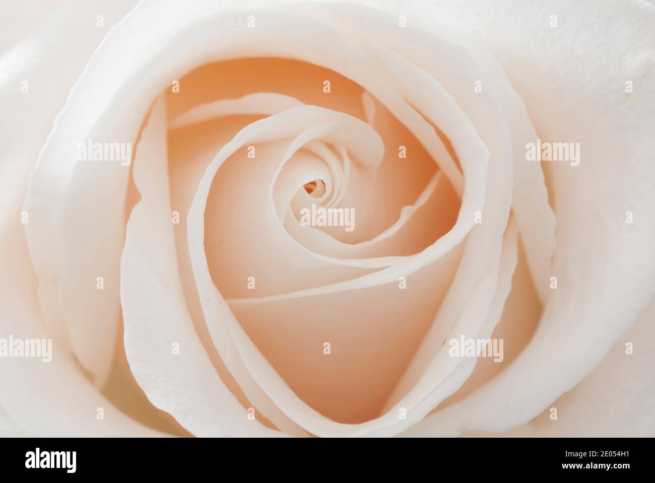 Countdown Rose Closeup of a White Rose flower Stock Photo - Alamy