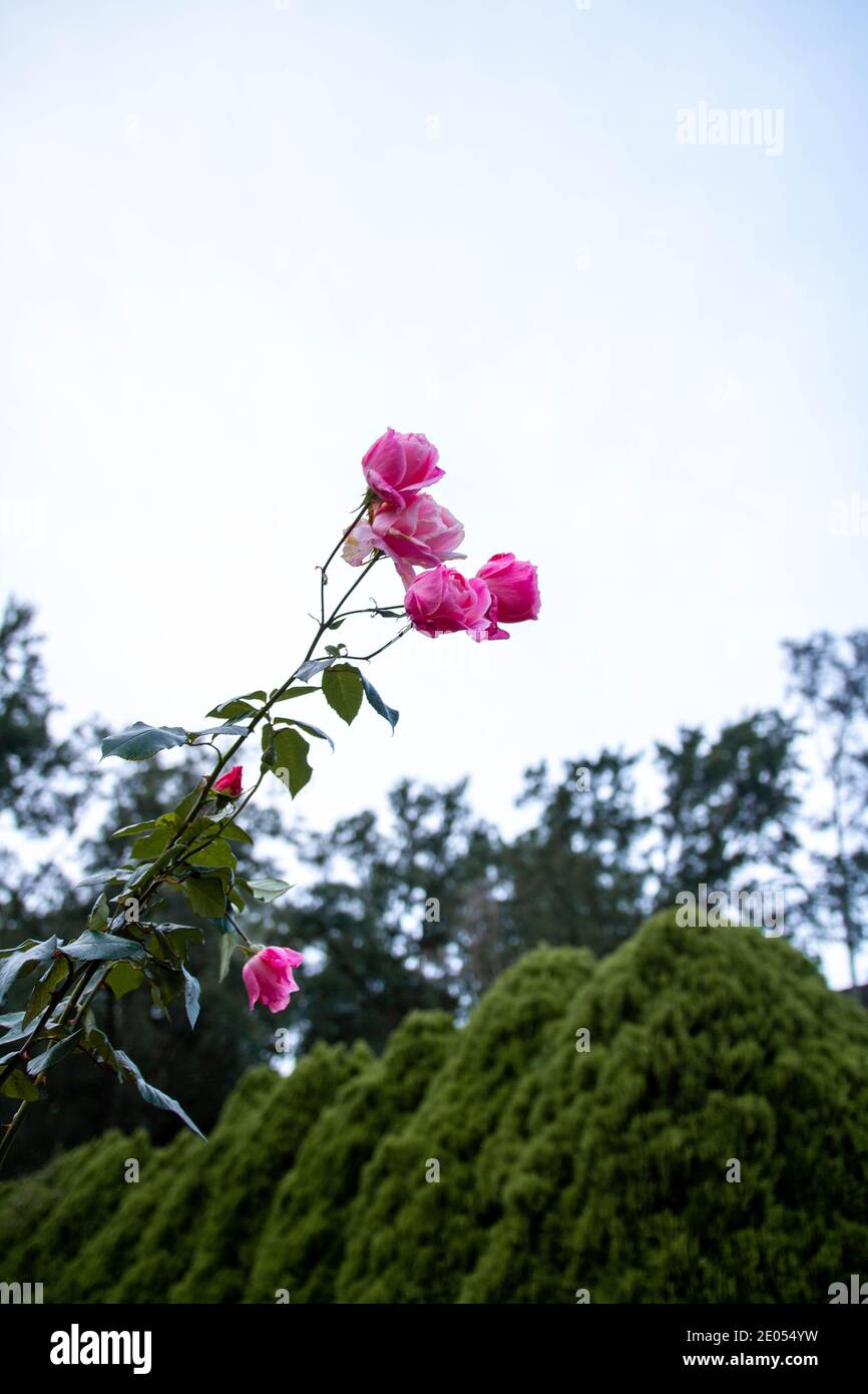 Beautiful composition of a suburban pink rose Stock Photo