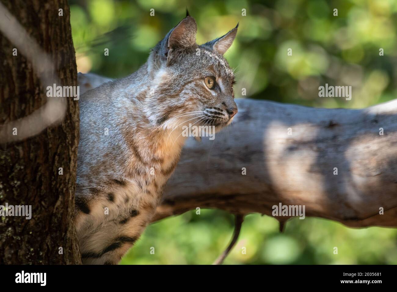 Bobcat in tree hires stock photography and images Alamy