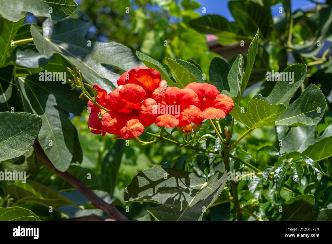 Close up of the Chinese trumpet vine, Campsis Grandiflora, It is