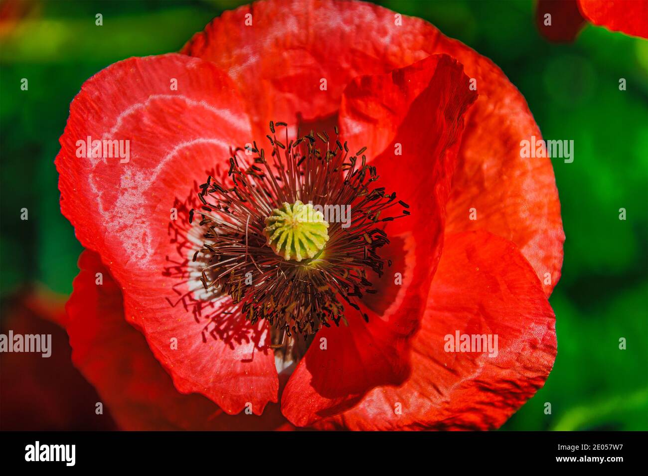 Pink Icelandic paper poppy flower in grassland with shallow depth of field background. Stock Photo