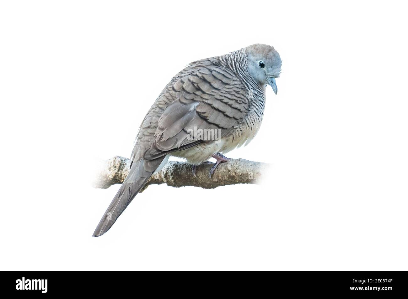 Zebra dove perching on a perch isolated on white background Stock Photo