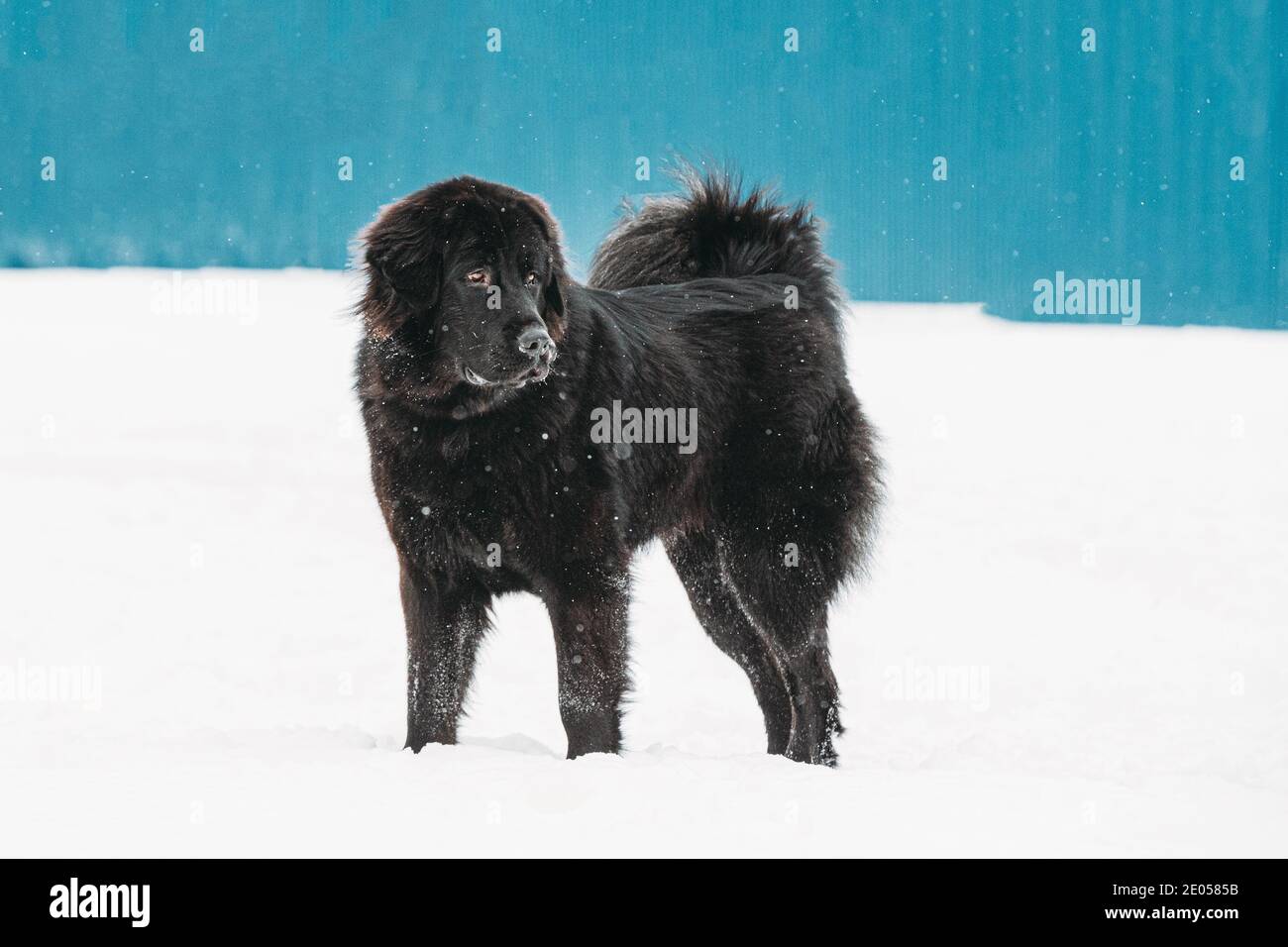 Dog Newfoundland Walk Outdoor In Snow At Winter Day Stock Photo