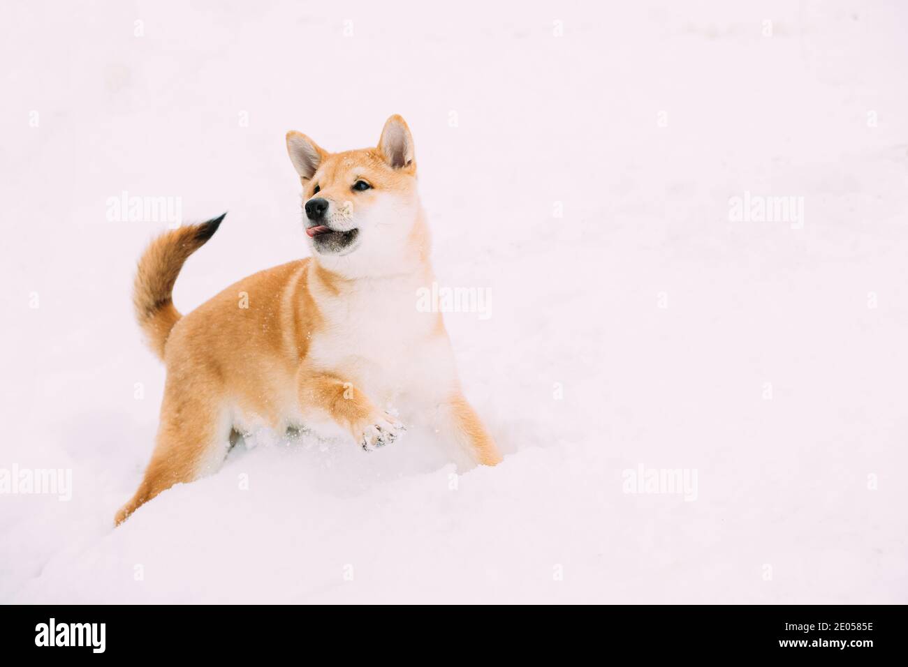 Young Japanese Small Size Shiba Inu Dog Play Outdoor In Snow, Snowdrift At Winter Day Stock Photo