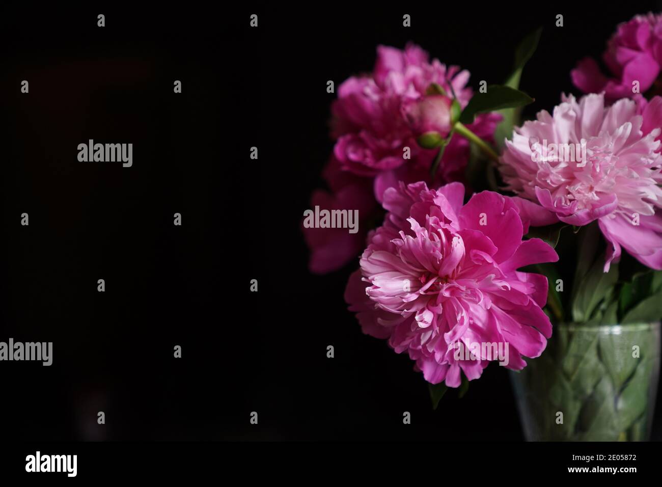 Bouquet of pink peonies in a glass vase on a black isolated background ...