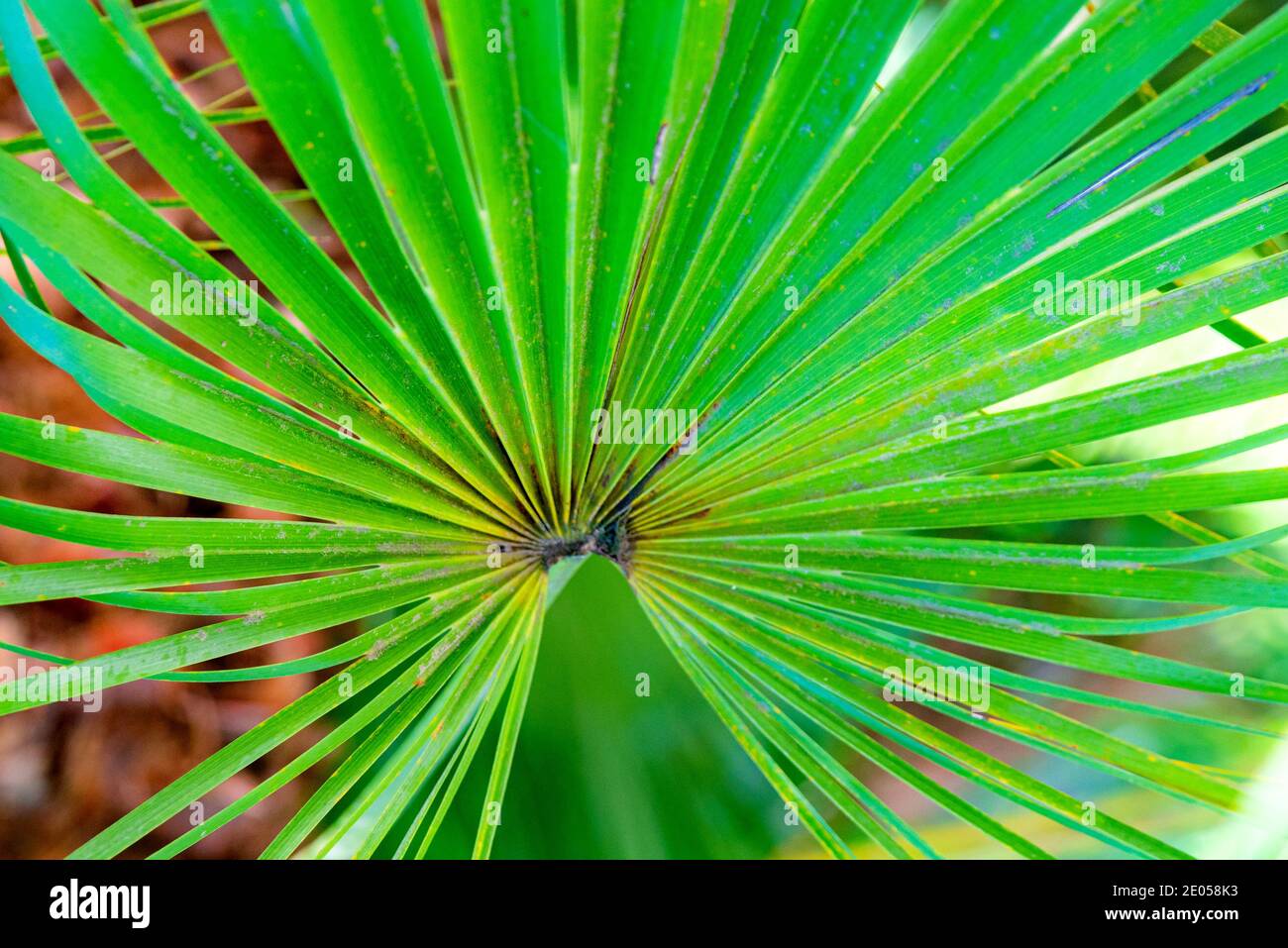 Palm leaves texture decoration resource with shadow. Stock Photo