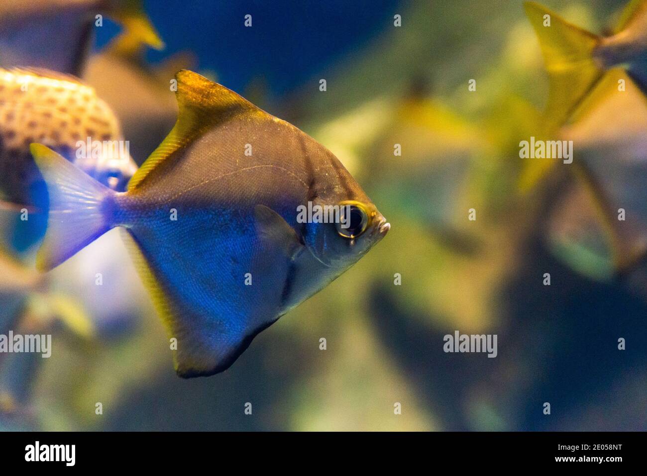 Monodactylus argenteus or silver moony fish in aquarium. Stock Photo