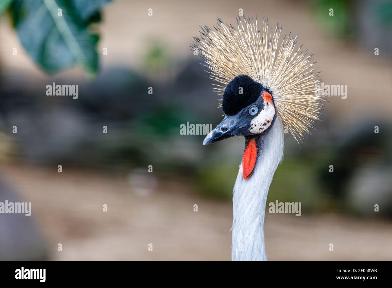 Grey crowned crane (Balearica regulorum) or African crowned crane Stock Photo