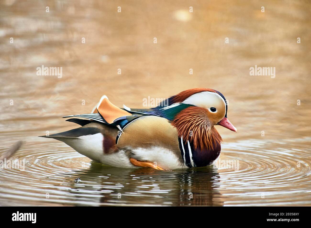 Mandarin duck swimming in a pond Stock Photo - Alamy