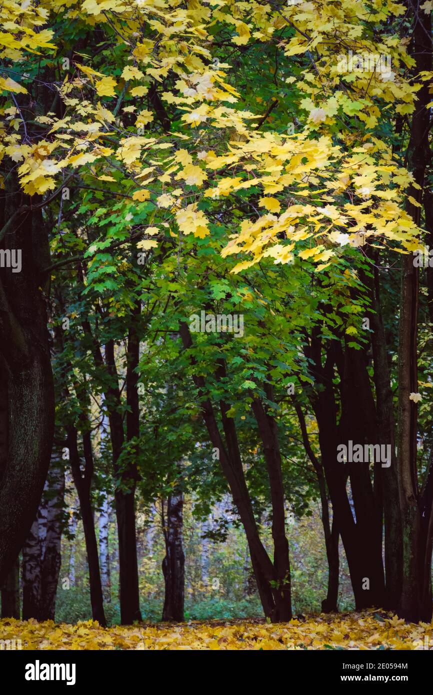 Autumn landscape with trees with yellow leaves in the park background ...