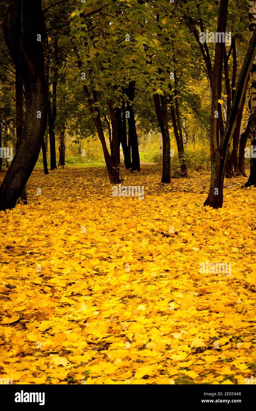 Autumn landscape with trees with yellow leaves in the park background ...