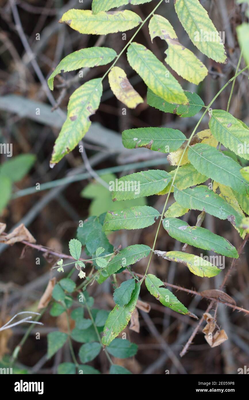 Lanceolate leaves, Southern Black Walnut, Juglans Californica