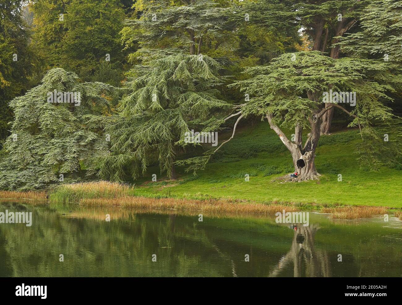 GREAT BRITAIN / England /Blenheim Palace /Person relaxes beside tree next to lake. Stock Photo