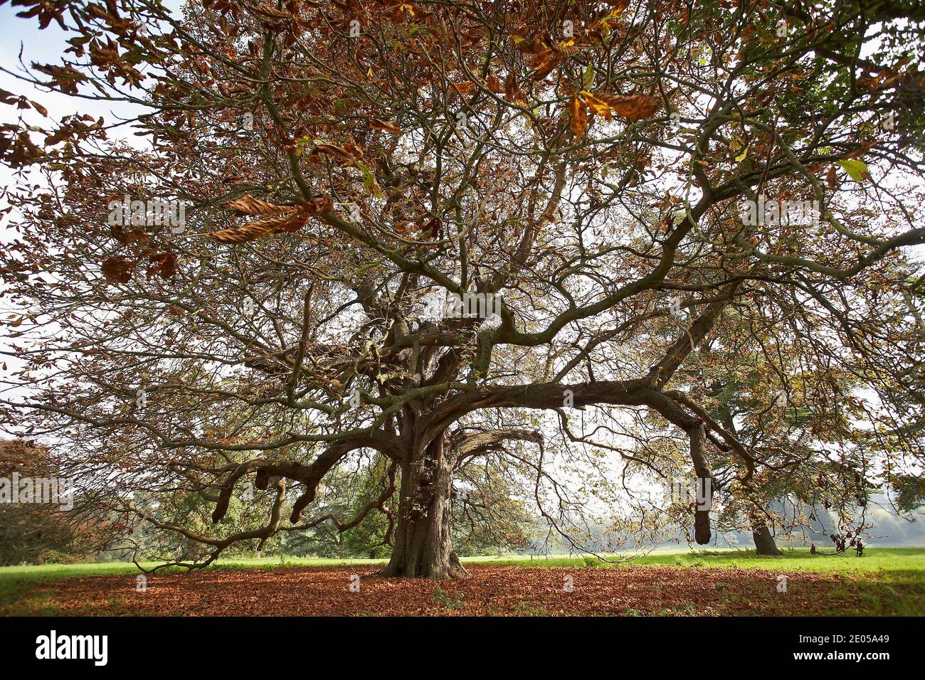 GREAT BRITAIN / England /A large Chestnut tree with colorful leaves in autumn in Blenheim Palace viewed from the beautiful Park Stock Photo