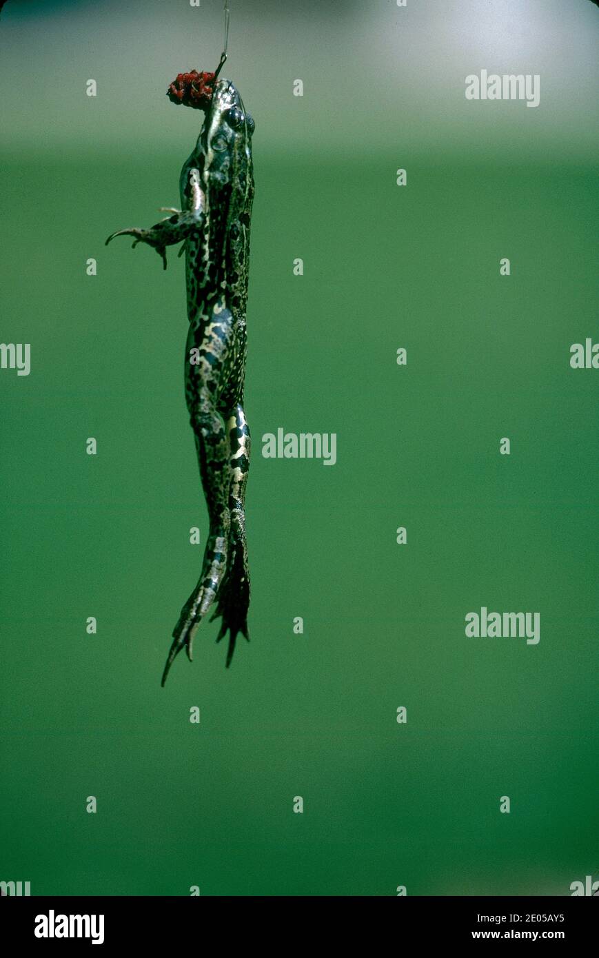 The Edible European frog, also known as the common water frog or green