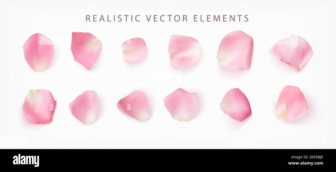 Pink Roses Element Real Realistic vector elements set of rose petals. Pink petals of rose ...