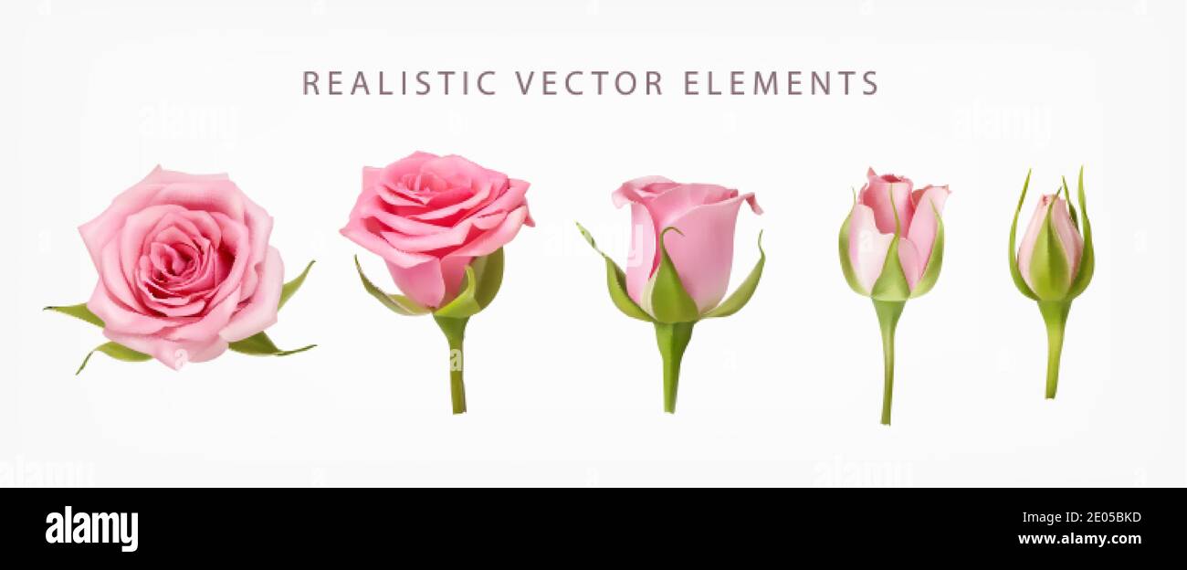 Realistic vector elements set of pink roses. Pink bud of rose flower ...
