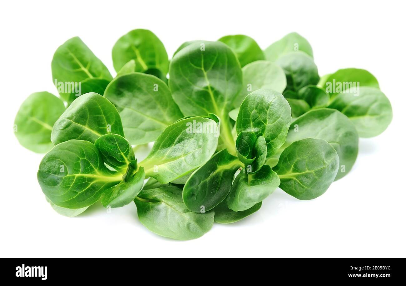 Corn salad,lamb's lettuce isolated on white Stock Photo Alamy