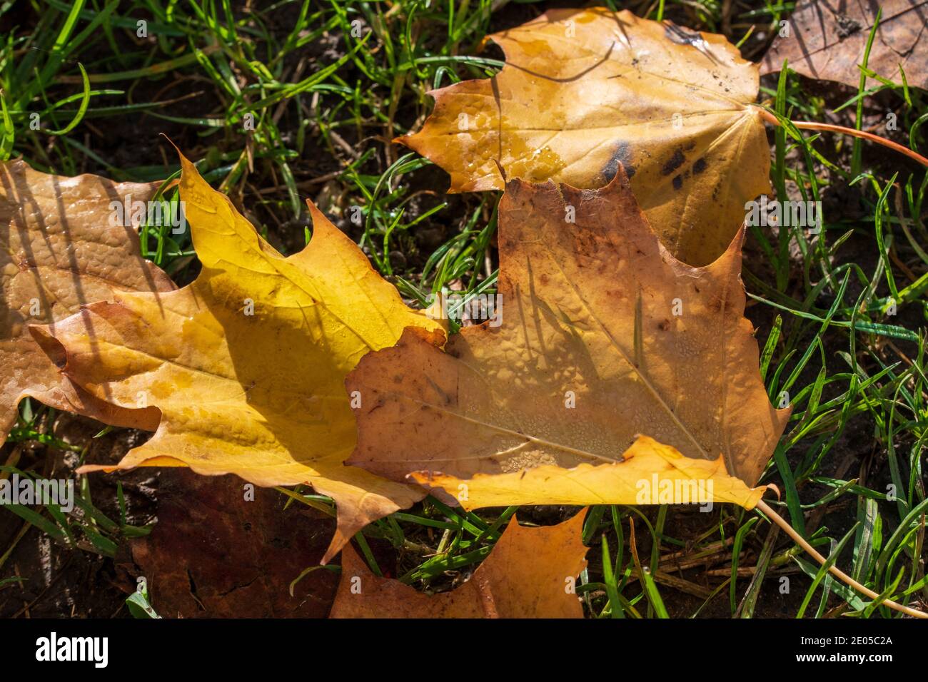 Maple leaf in autumn colors lies on the ground Stock Photo