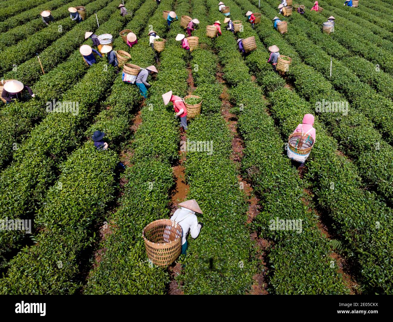 Tam Chau Tea Farm, Bao Loc, Lam Dong Province, Vietnam - December 26, 2020: Harvesting tea on a hill early in the morning at Tam Chau tea plantation, Stock Photo