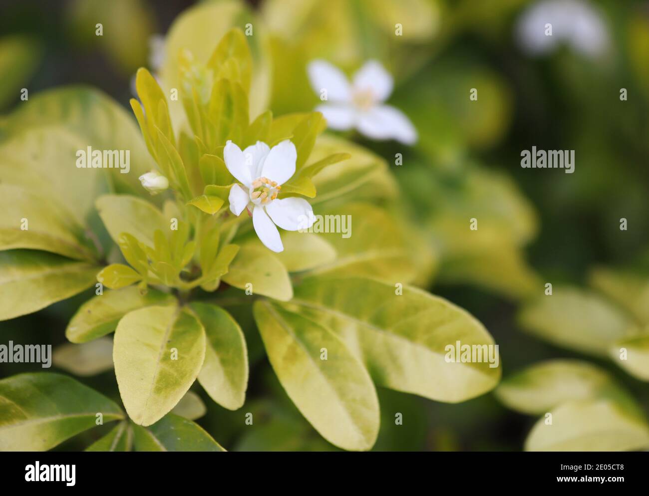 A tiny, delicate white flower blooms atop a cluster of pale green leaves. Stock Photo